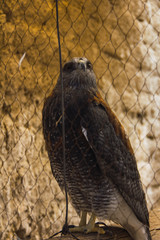 AGUILA