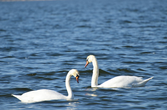 White swans swimming in the river, photo, love symbol