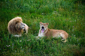 Naklejka premium Lion and lioness in wildlife. Animals family