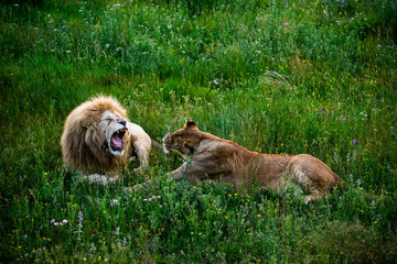 Lion and lioness in wildlife. Animals family