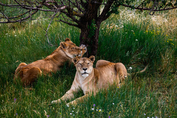 Animals family. Lioness in wildlife