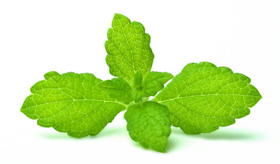 Mint leaves isolated on white background. Close-up. © cobracz