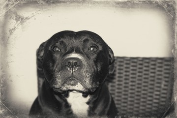 staffordshire bull terrier Head b&w