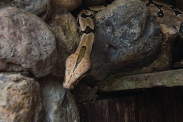 SERPIENTE