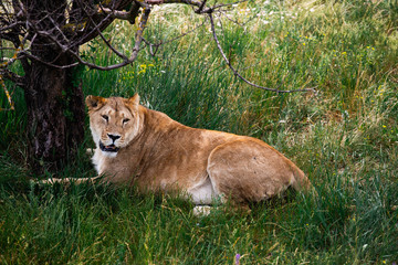 Portrait of Beautiful Lion in wildlife. Hunting in the woods