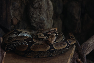 SERPIENTE