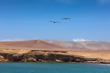 Fototapeta na wymiar Birds against the sky, ocean and desert, Paracas National Reserve, Peru.