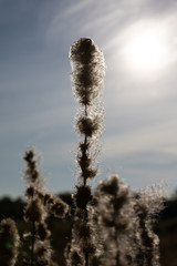 Backlit Grass Seed Head in the Winter