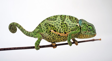Flapneck Chameleon / Lappenchamäleon (Chamaeleo dilepis petersii) - Südafrikanisches...