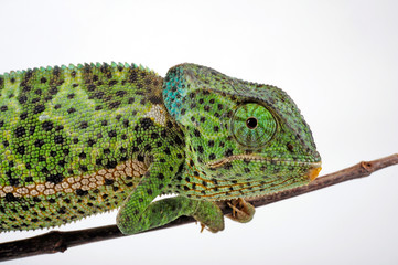 Flapneck Chameleon / Lappenchamäleon (Chamaeleo dilepis petersii) - Südafrikanisches...