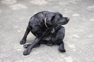 Itchy Black Labrador Dog Use His Leg to Scratch His Body
