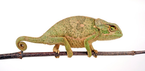 Flapneck Chameleon / Lappenchamäleon (Chamaeleo dilepis petersii) - Südafrikanisches Lappenchamäleon © bennytrapp