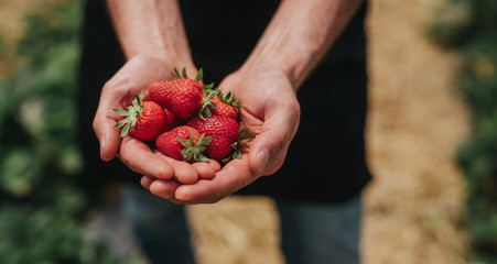 Crop farmer showing ripe strawberries after first harvest