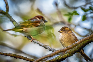 sparrow on branch