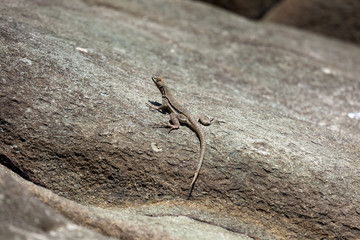 Lizard warms itself on a large stone, sunny day.
