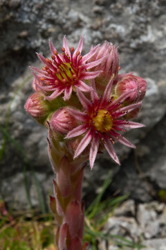 fioritura di Semprevivo (Sempervivum italicum) in primo piano su roccia