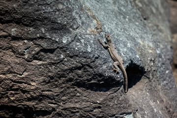 Lizard basking in the sun on a stone, day, damaged tail.