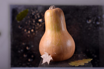 Bottle pumpkin. View from the street through the wet window. Autumn composition