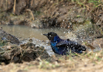 Beautiful Rupells Long-tailed Starling  bathing with splash of water, Masai Mara, Kenya
