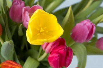 Naklejka premium Bunter Tulpenstrauß