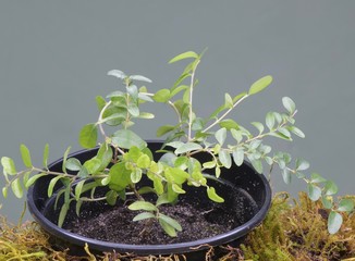 young shoots of cuttings of evergreen shrubs