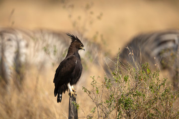 Long-crested eagle perched on a wooden log with bokeh of strips, Masai Mara, Kenya