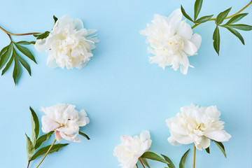 Flat lay composition with white peonies on a blue background
