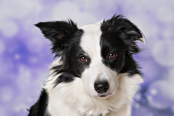 Portrait of a border collie dog on purple background