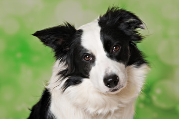 Portrait of a border collie dog on green background