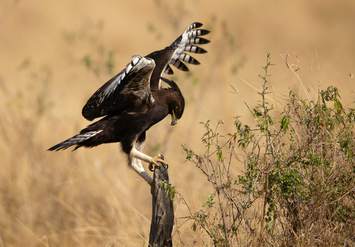 Long-crested eagle trying to perch on a wooden log, Masai Mara, Kenya