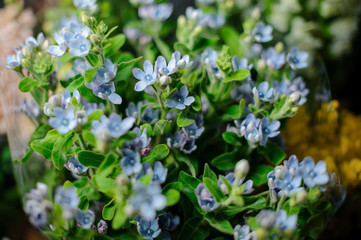Spring bouquet of little light blue flowers with a green leaves in the transparent wrapping paper