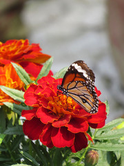Monarch butterfly on a red  flower
