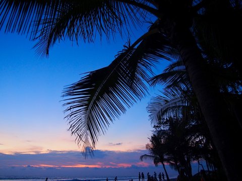 Palm tree leaf silhouette sunset