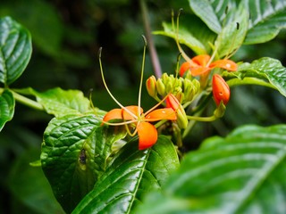 macro close up of an orange flower