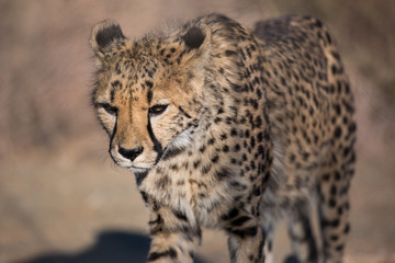 Closeup portrait of a big Cheetah wild cat's striking yellow eyes and black nose. The fastest animal in the world. Namibia