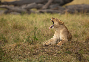 A lioness yawning  while resting on a mound, Masai Mara, Kenya