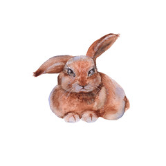 Easter bunny. Isolated on a white background.