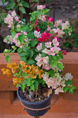 3 color bougainvillea flowers in a flower pot.