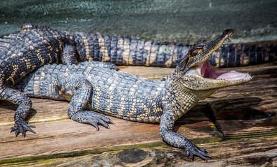 Young alligator