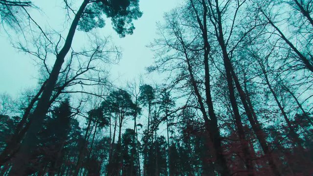 Blick in den Wald