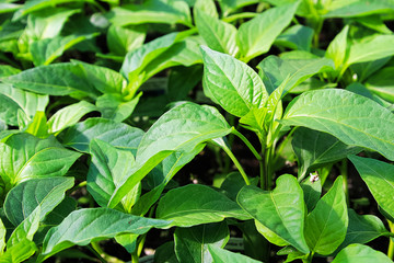 Fototapeta na wymiar Closeup of young pepper plant leaves growing