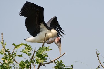 African marabou, Murchison Falls National Park, Uganda