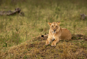 Fototapeta na wymiar A portrait og lioness on a mound, Masai Mara, Kenya