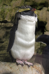 Pinguin