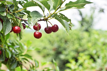 Cherry farm            