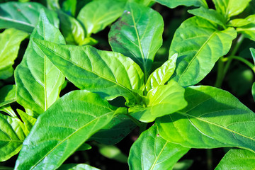 Closeup of young pepper plant leaves growing