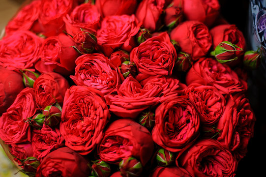 Beautiful bouquet of open red peony roses in the craft wrapping paper
