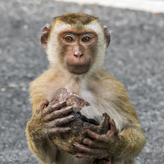 A young monkey with a coconut shell