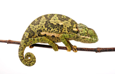 Flapneck Chameleon / Lappenchamäleon (Chamaeleo dilepis petersii) - Südafrikanisches Lappenchamäleon © bennytrapp