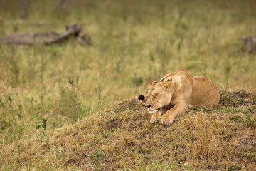 Fototapeta na wymiar A lioness resting on a mound, Masai Mara, Kenya